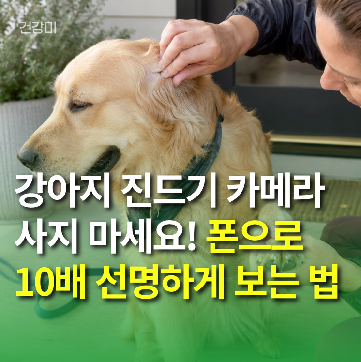 강아지진드기 카메라 사지마세요! 아이폰·갤럭시로 10배 선명하게 보는 법