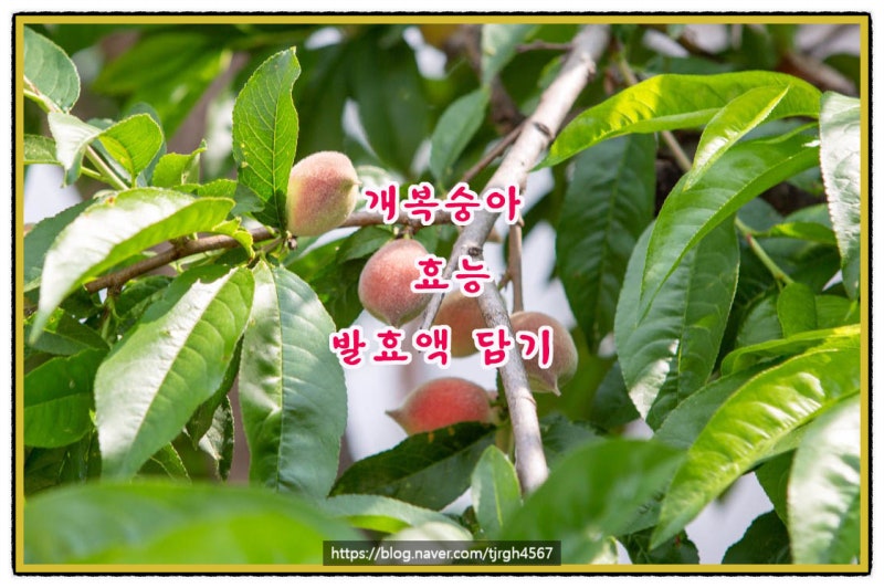 산에서 나는 보약 개복숭아 효능 발효액 담그는 시기 담그는 법과 숙성기간 총정리