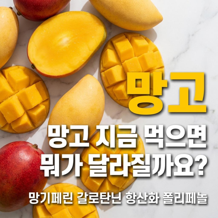  망고 제철에 먹어야 하는 이유 따로 있어요