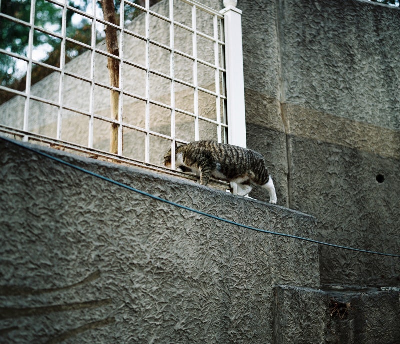 [PENTAX] 펜탁스 중형 필름카메라 67 + 골드200