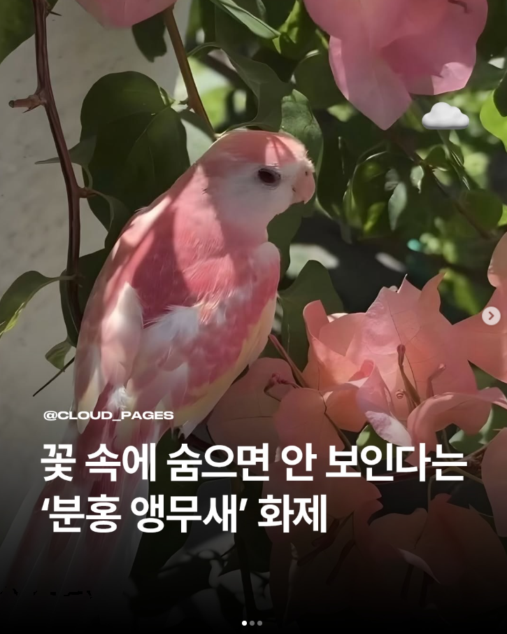  꽃 사이에 숨으면 안 보인다는 ‘분홍 앵무새’ 화제