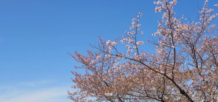  교토 게아게 인클라인 영화 촬영지 가볼 만한 곳 벚꽃 명소