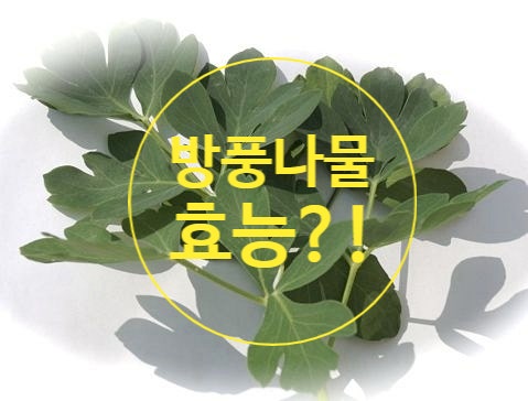  방풍나물 효능 몸에 좋다고만 먹으면 놓치는 부분