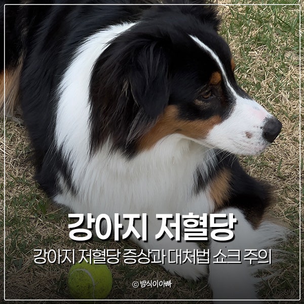 강아지 저혈당 증상과 대처법 쇼크 주의