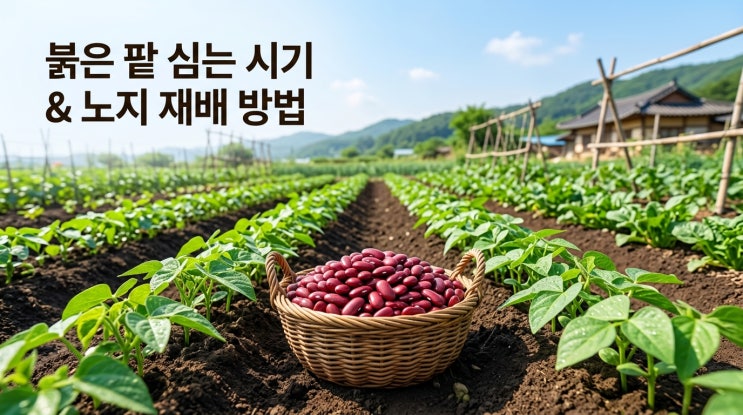  팥 파종 시기 및 팥 심는 시기 노지 재배 방법