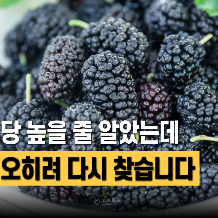 오디의효능 혈당 걱정하던 50대들이 오히려 찾는 이유 있었네요