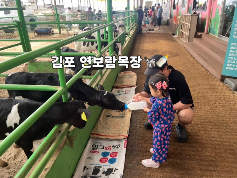 [2026년 5월] 35개월 아기랑 김포 연보람 목장 (파주 모산목장 장단점 비교)