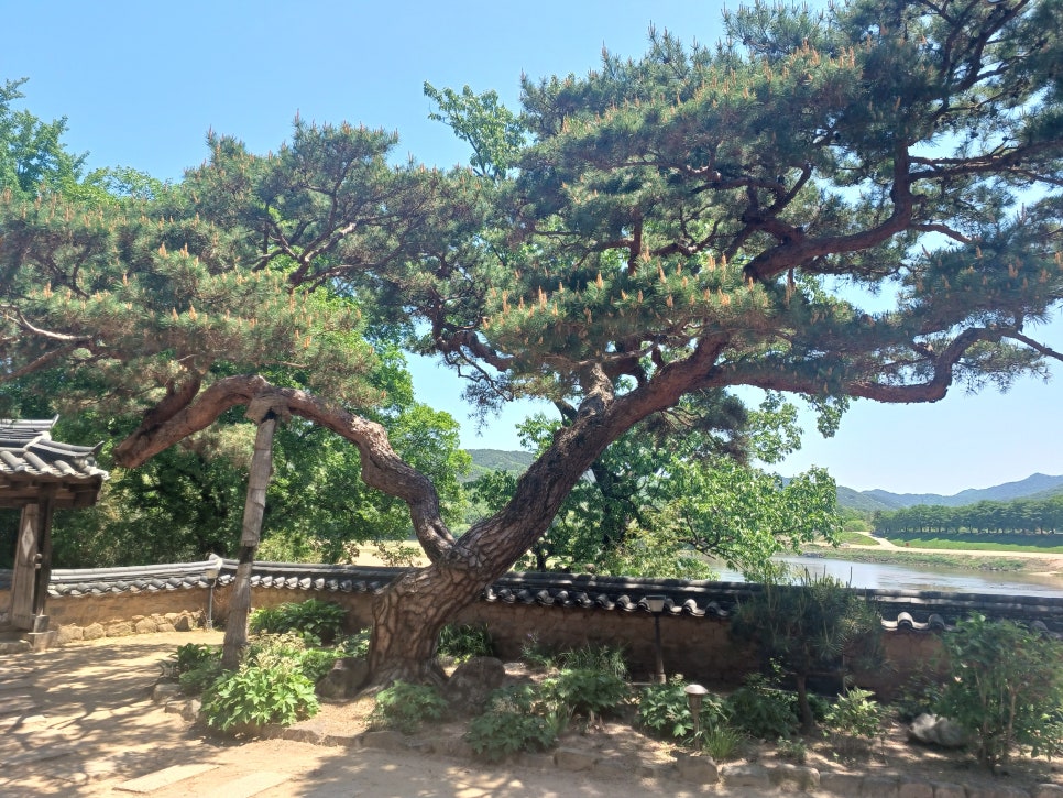 해골 사진 6