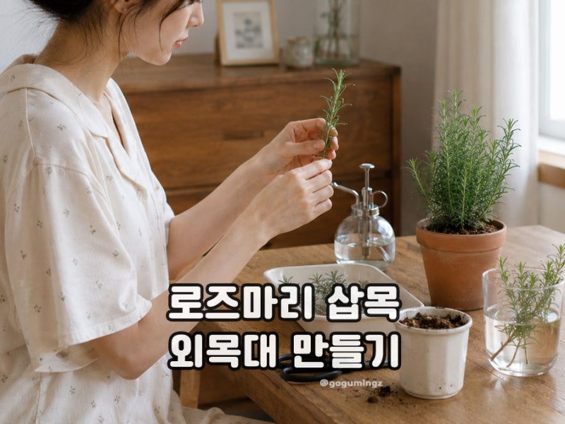 로즈마리 키우기 외목대부터 삽목, 물주기 방법