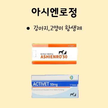 [첨단365약국] 광주 동물약국 아시엔로 항생제 판매약국(강아지,고양이) 액티클라브 차이점