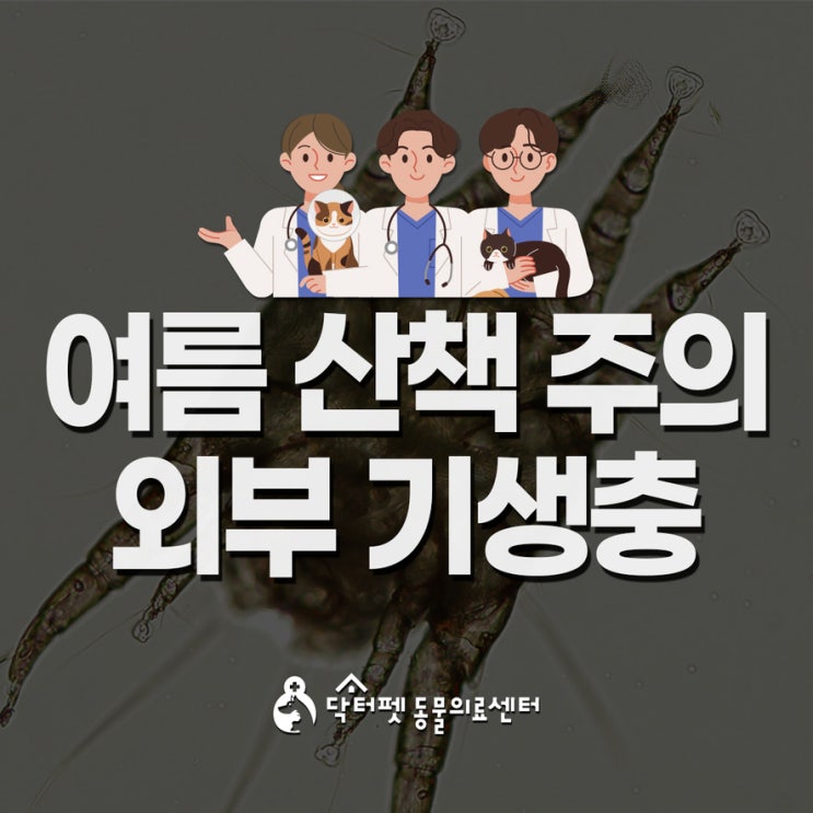  여름 산책 시 강아지가 조심해야 하는 외부기생충 5가지 부산 냉정역 동물병원