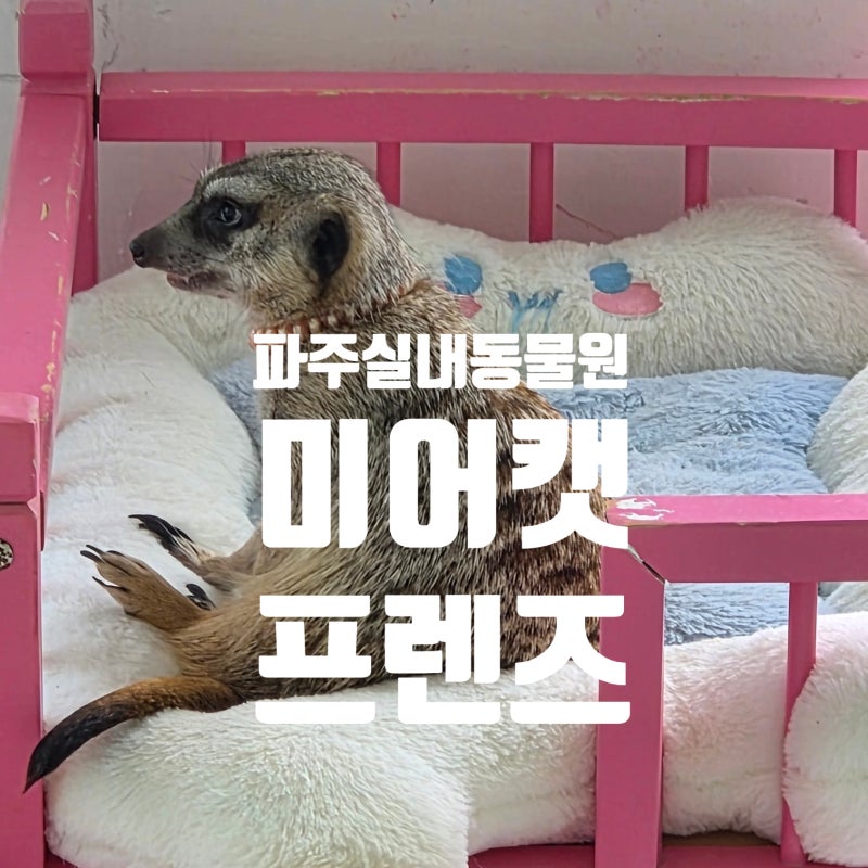 파주 동물 체험 '미어캣프렌즈'에서 제대로 심쿵하고 온 찐 후기