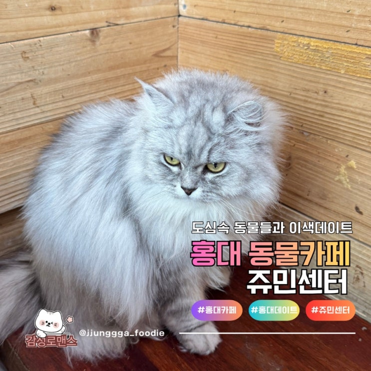  홍대 동물카페 이색데이트 동물과 교감하는 쥬민센터
