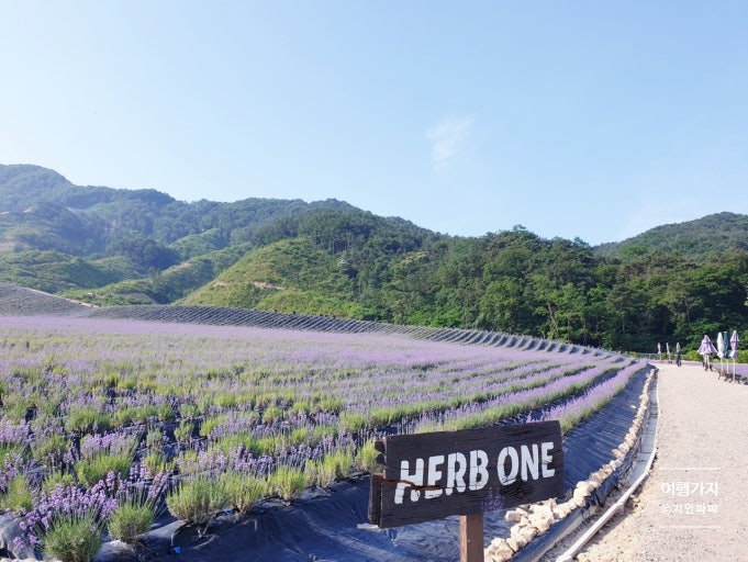 정읍 허브원 라벤더 축제 사전예약 입장료 주차, 아이와 전북 가볼만한곳 1박2일 코스 정리