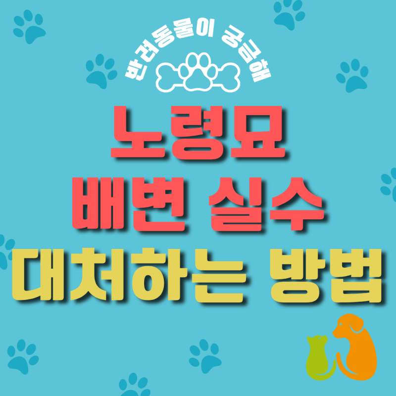 고양이 치매 증상 야간 울음과 배변 실수 대처법
