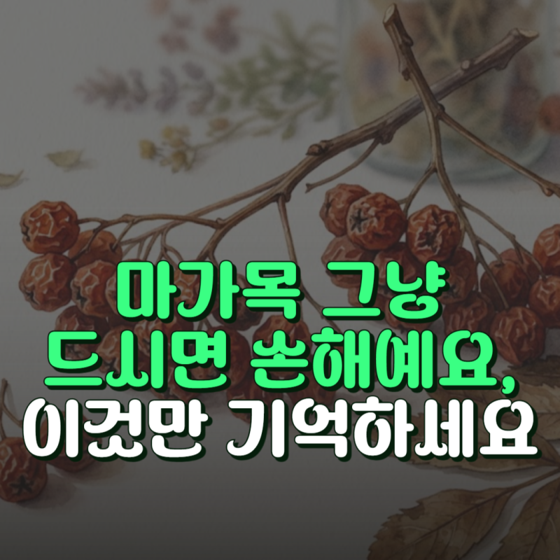 마가목 효능 부작용 한번에 정리한 5가지