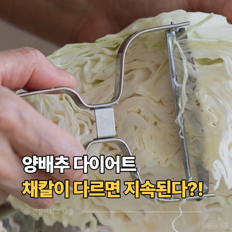 트라이앵글 독일 채칼 양배추채칼, 다이어트 지속률이 달라진다는 게 진짜일까요?