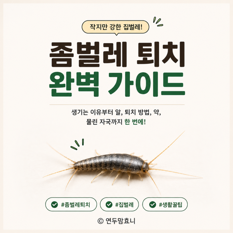 좀벌레 퇴치 방법 원인 물린자국 알 약 생기는 이유