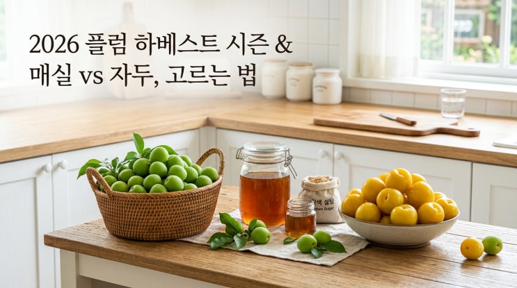  매실 수확 시기 및 청매실 황매실 고르는 법 매실청 시기