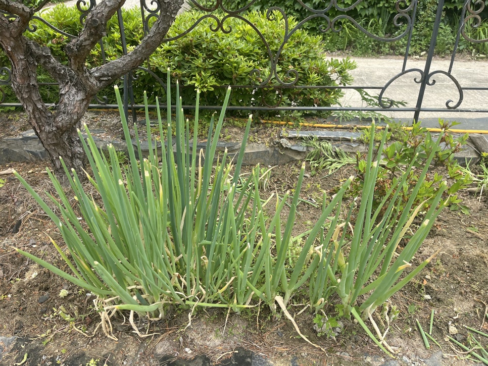 에덴시아별장펜션 사진 3