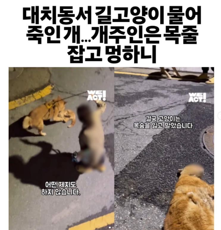  대치동서 길고양이 물어 죽인 개, 개주인은 목줄잡고 어떤 제지도 하지 않았다.