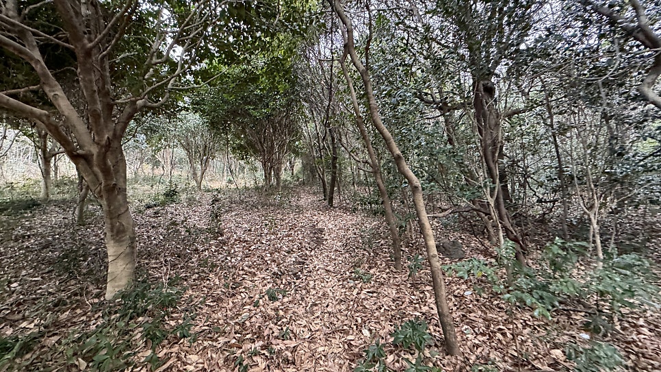 생길이오름 사진 6