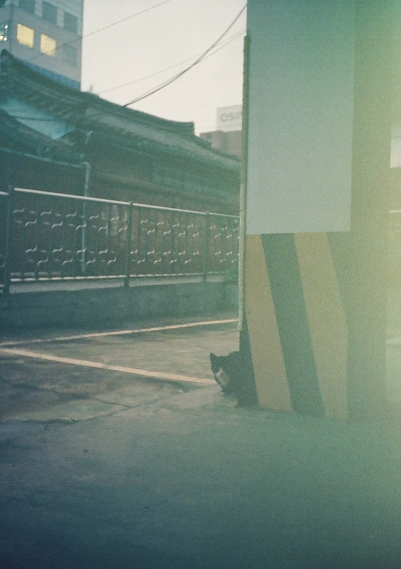 [PENTAX] 펜탁스 필름카메라 펜탁스17 + 영화용필름 500T AHU