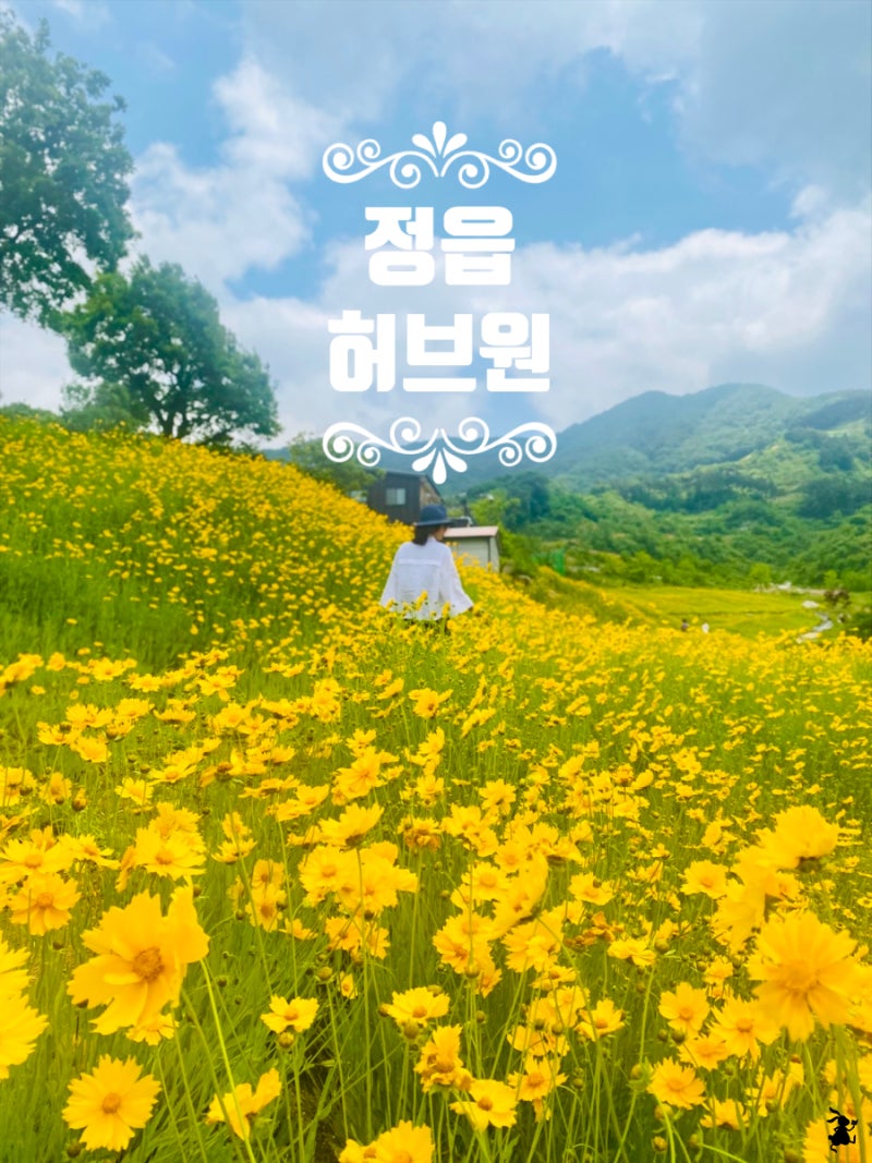 (정읍여행) 정읍 허브원 라벤더 축제 전 금계국과 샤스타데이지 만발