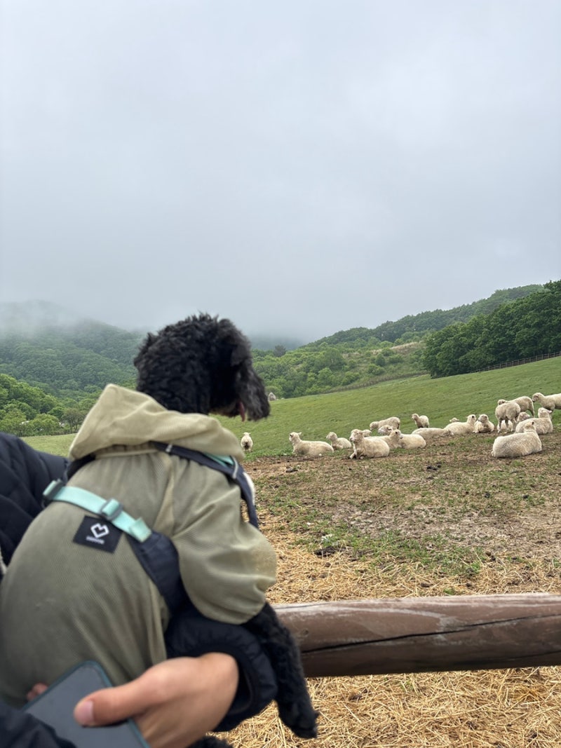 [애견동반 여행] 강릉 대관령 하늘목장 강아지 애견동반 양떼목장