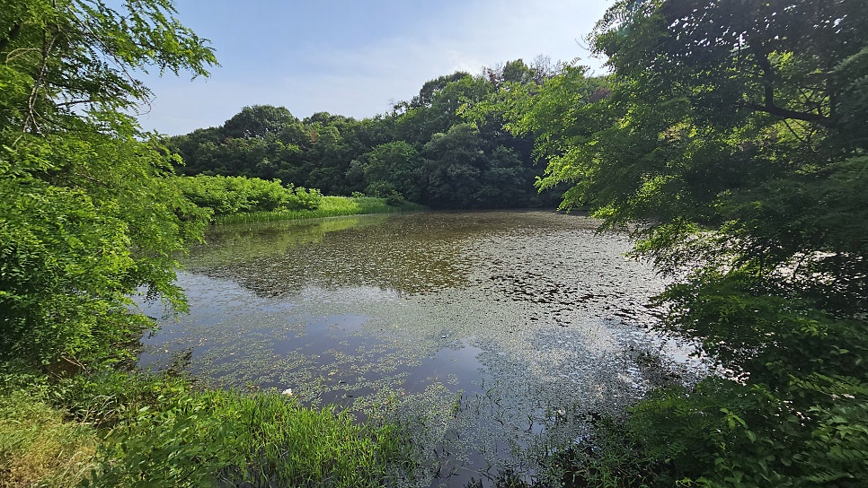 대법지 사진 5