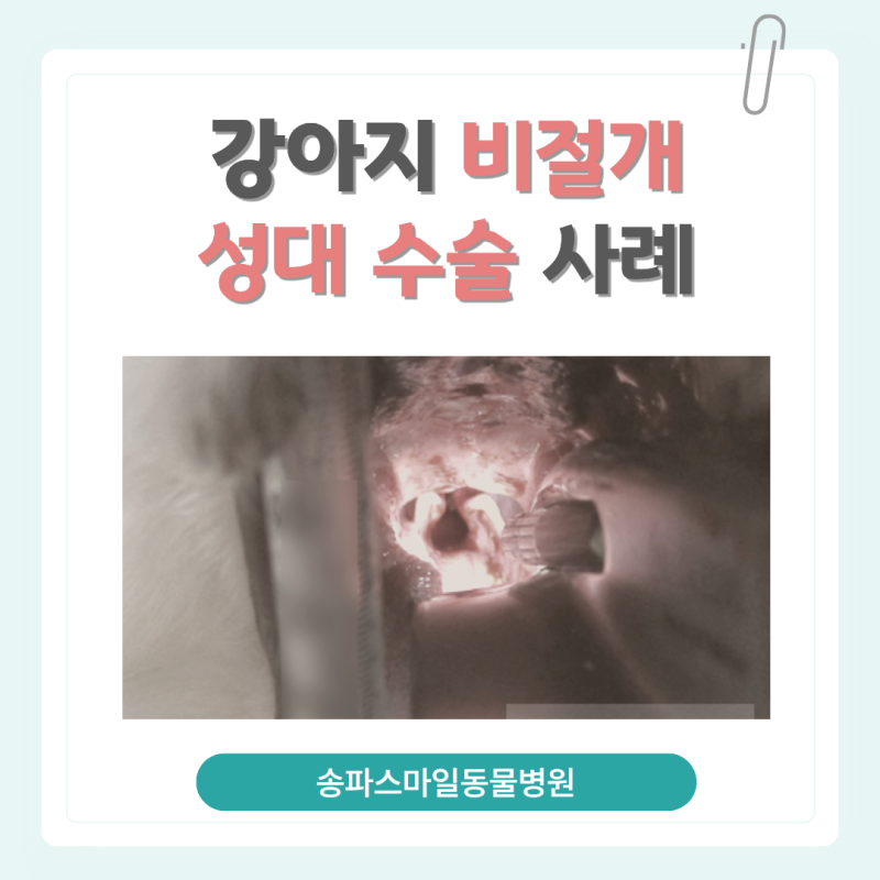 강아지 성대제거, 상담부터 비절개 수술 및 사후 관리까지의 전 과정