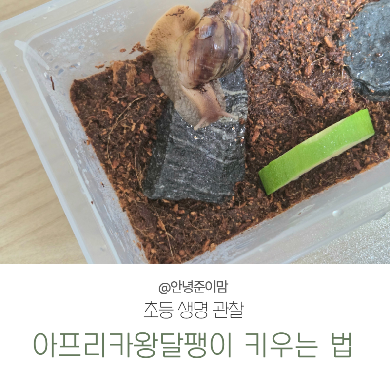 초등학생 생명관찰 추천｜아프리카달팽이 키우는 법 완전정리