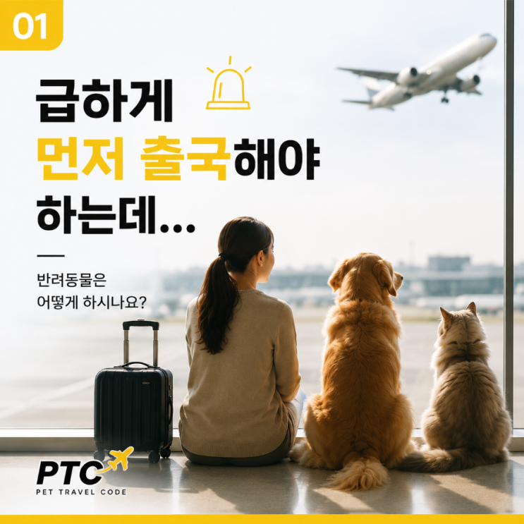  반려동물 때문에 출국 미루고 계신가요?반려동물 해외출국 준비｜강아지·고양이·대형견 호텔·검역·공항이동 전문