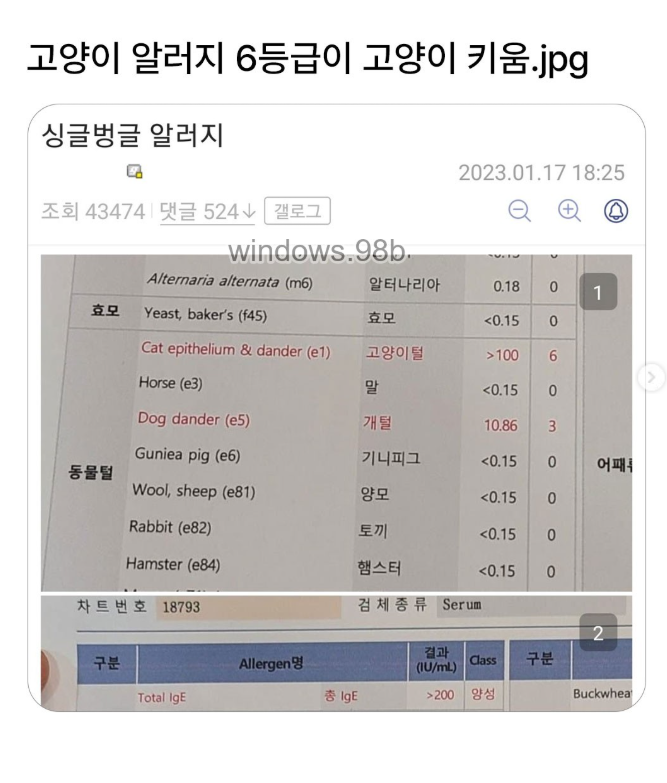  고양이 알러지 6등급이 고양이 키움
