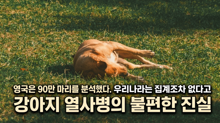  영국은 90만 마리를 분석했다. 우리나라는 집계조차 없다고 — 강아지 열사병의 불편한 진실