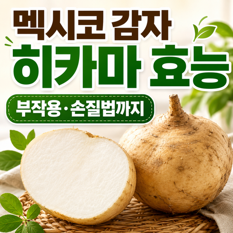 히카마 효능 부작용, 손질법까지 한 번에 정리