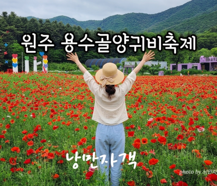  원주 용수골 꽃 양귀비축제 19회 주차장 위치 기간 입장료 생생 후기