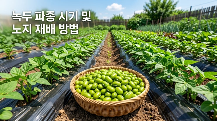  녹두 심는 시기 및 녹두 파종 시기 노지 재배 방법