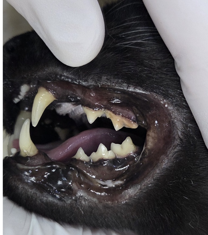심한 고양이 입냄새 치주염, 안전한 마취 시스템으로 치과 치료하는 예은동물병원