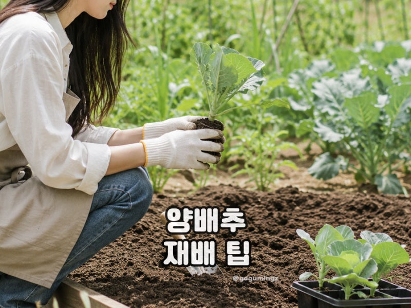 양배추 키우기 미니 방울양배추 모종 심기와 재배 방법