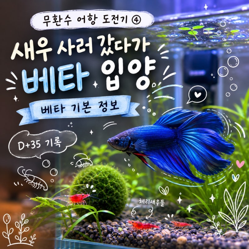 [무환수 어항 도전기④] 새우 사러 갔다가 베타 입양｜베타 기본 정보