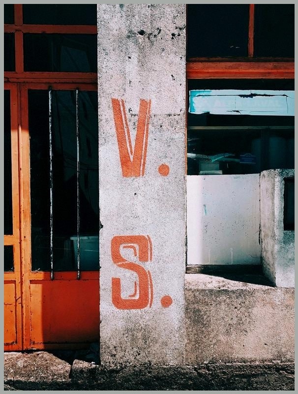 볼고롱동백 사진 5