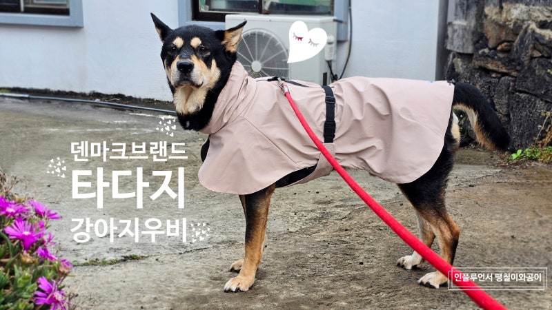 강아지 우비 추천 대형견 비옷 덴마크 감성 타다지
