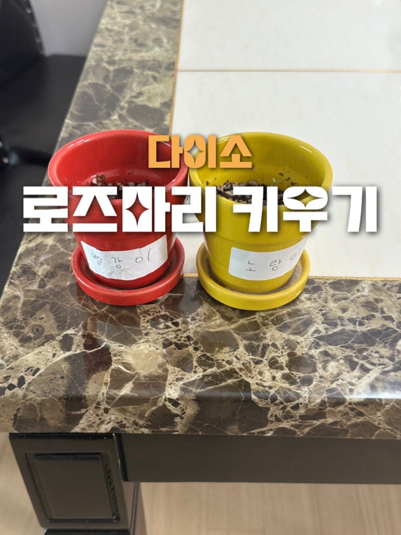 다이소 초록스타 로즈마리 키우기 | 다이소 씨앗 | 다이소 식물키우기 | 초보가 키우기 쉬운 ....