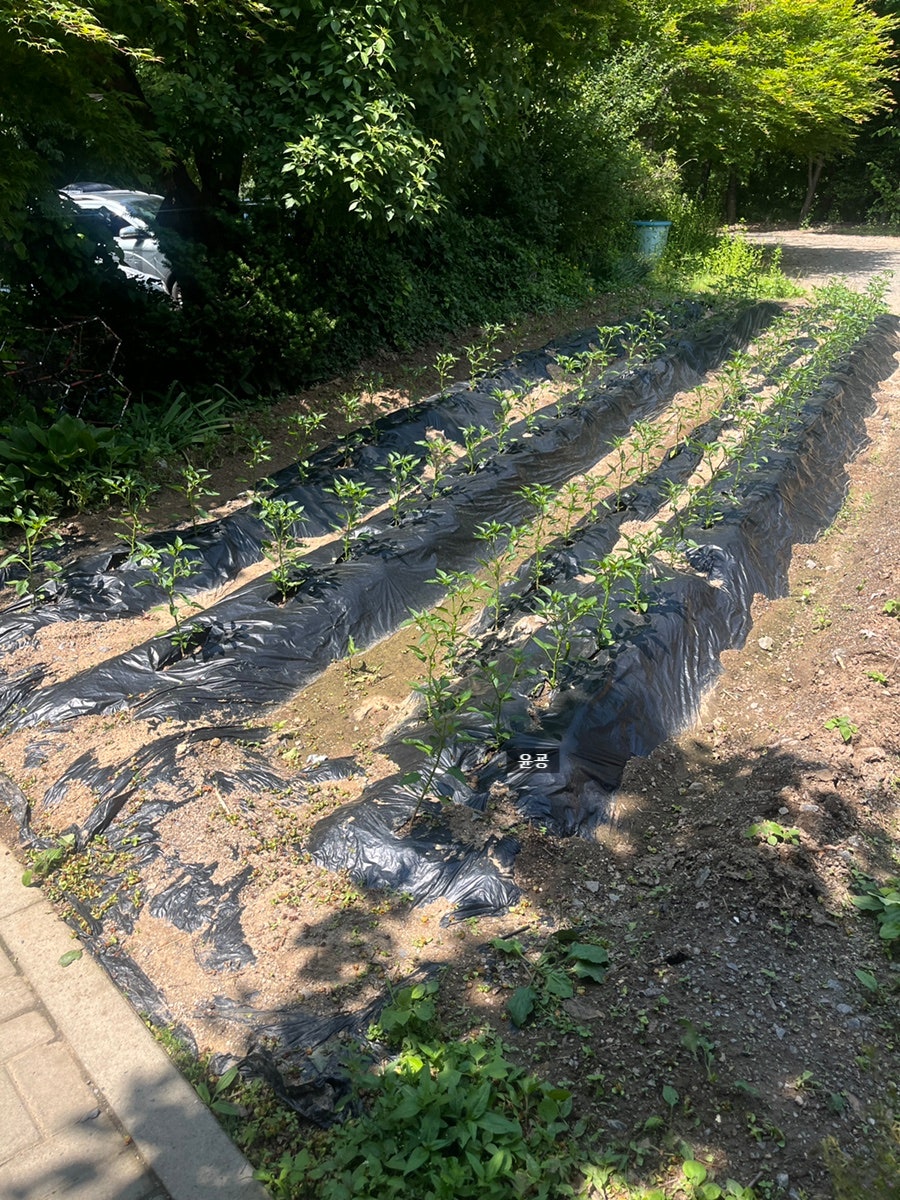 카루소 사진 5