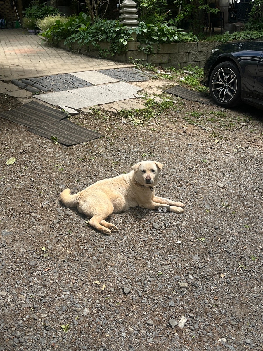 카루소 사진 4