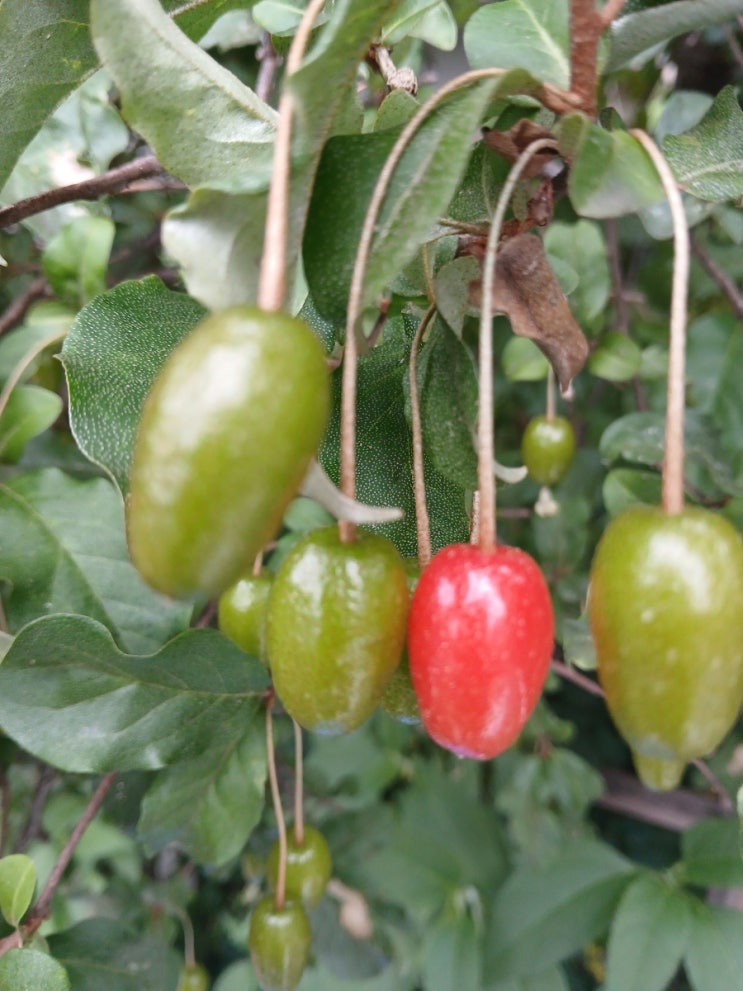 보리수나무 열매가 익어갑니다 : Silverberries are Ripening