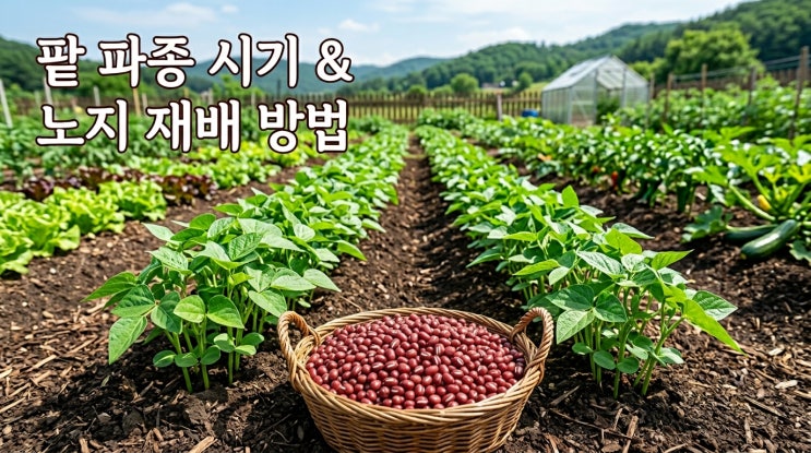  팥 심는 시기 및 팥 파종 시기 노지 재배 방법