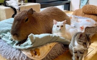  기치조지 카피네코 카페 - 카피바라와 고양이를 함께 만나는 특별한 교감