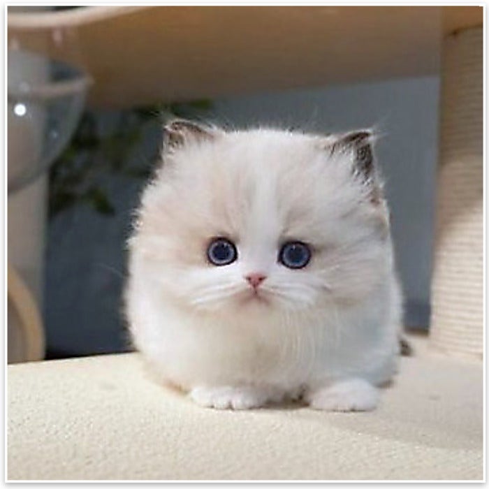 새끼 고양이 첫 7일 적응 루틴, 천안고양이분양 안내